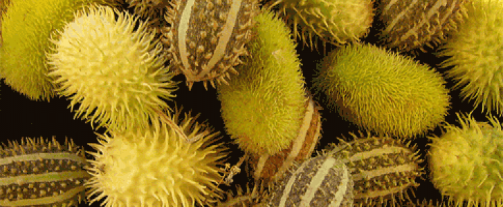 One virus, two virus, three virus, four