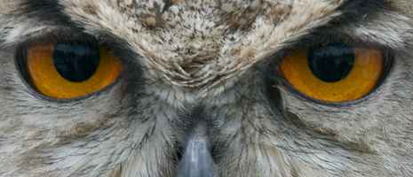 Owl Eyes